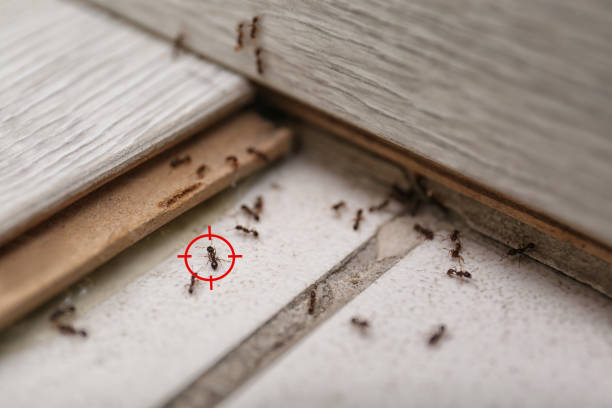 Best Termite Control Services  in Loves Park, IL