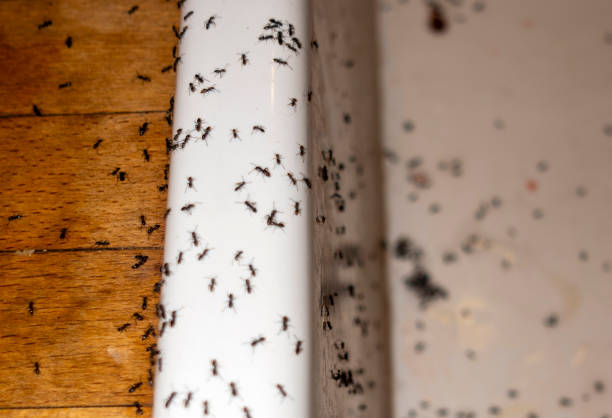 Best Pest Prevention Services  in Loves Park, IL